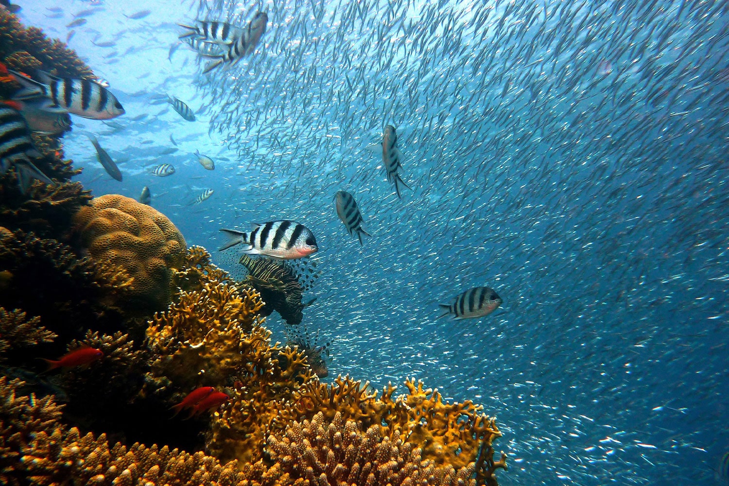 bodrum dalış gezisi 